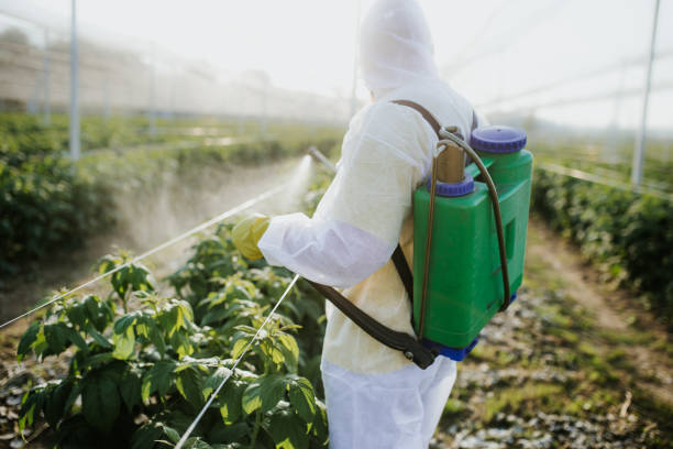 Best Affordable Pest Control Services  in Grand Marais, MN